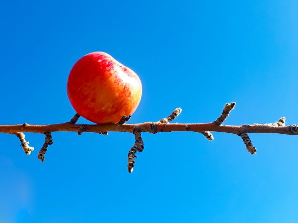 fruta,Fruits Basket,Flor de maçã,blue artery gear,natureza,Sky game