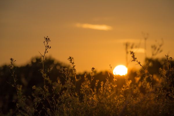 sunlight, sunset, nature, reflection, grass, sky