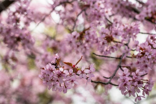 fleur,printemps,aliments,branche,fleur de cerisier,rose