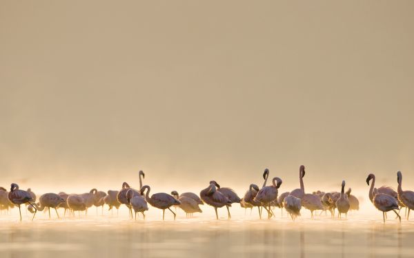 panorama,Pássaros,agua,natureza,Animais,areia