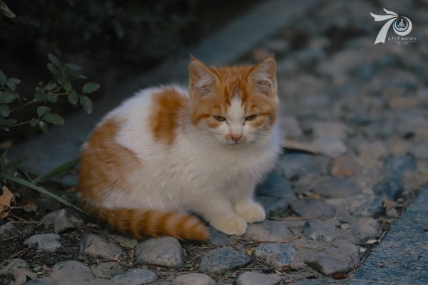 katt,felidae,rovdjur,små till medelstora katter,polisonger,vägyta