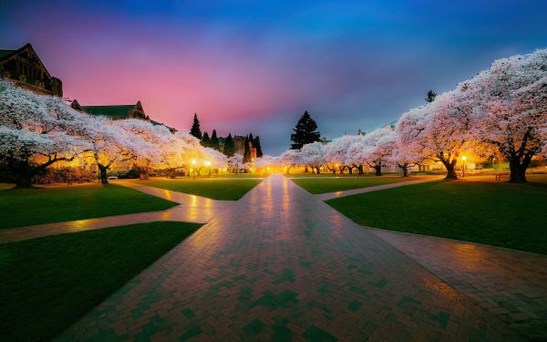 桜の花,写真,シアトル