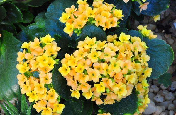 Kalanchoe,Flores,interior,floração,Seixos