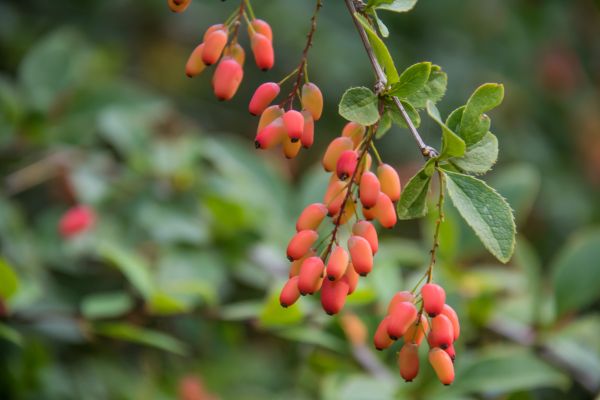 Lebensmittel, Garten, Ast, Frucht, rot, Bar