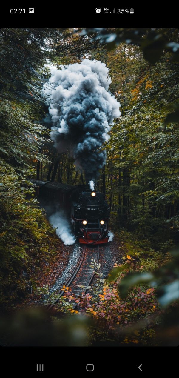 treno,natura,materiale rotabile,ramo,veicolo,albero