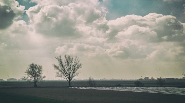 lumière du soleil,Matin,des arbres,paysage,ciel,orage