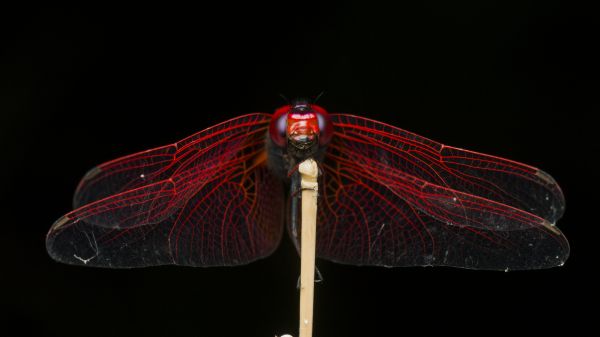 red,macro,nature,closeup,insect,contrast