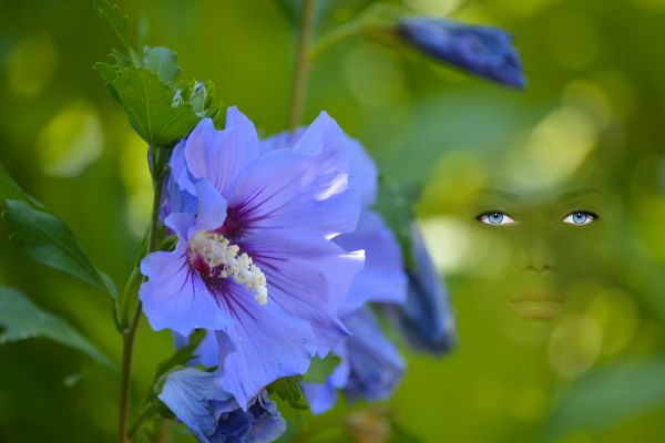 ansigt, øjne, grøn, sollys, natur, fotografering