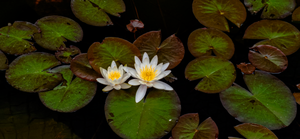 莲花,水,睡莲,性质