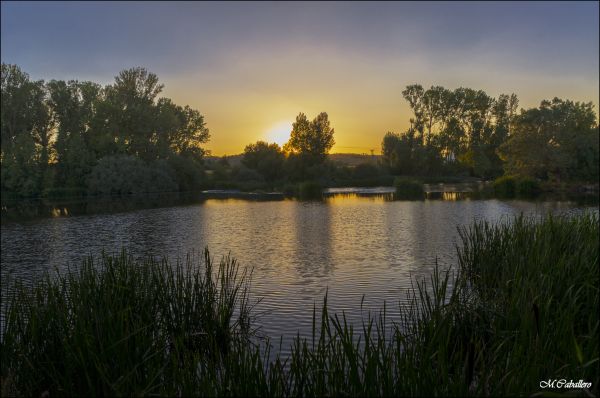 západ slunce,letní,strom,verde,slunce,voda