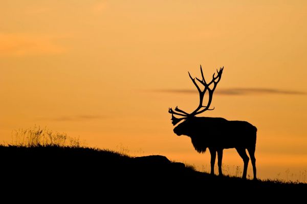 animali,corna,cervo,natura,2048x1365 px,paesaggio