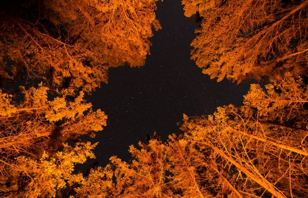 luz de sol,Árboles,bosque,naturaleza,reflexión,noche