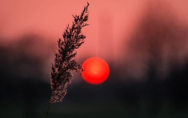 światło słoneczne, głębia pola, zachód słońca, Natura, czerwony, odbicie