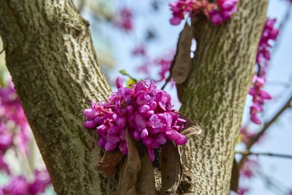 primavera,Flores