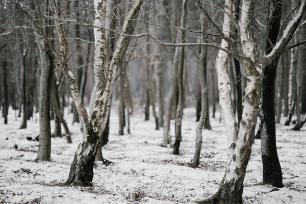 Зима,снег,лес,пейзаж,природа,Деревьями