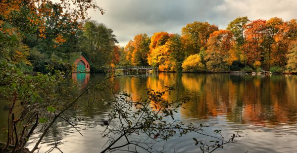 Puut, luonto, maisema, lehdet, järvi, vesi