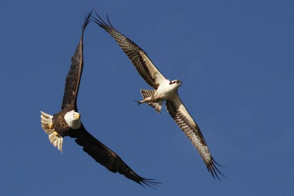 natur,himmel,dyreliv,rovfugl,Ørn,bald eagle