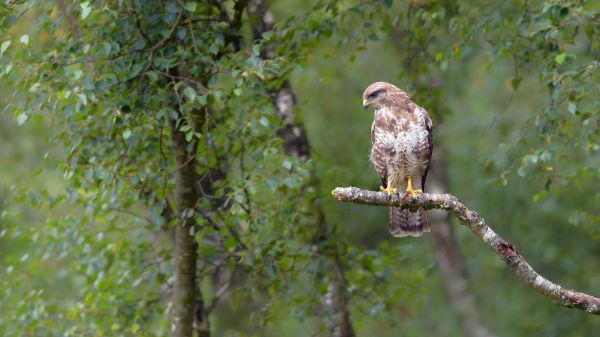 Vogel,Schnabel,Accipitridae,Falke,Zweig,Falconiformes