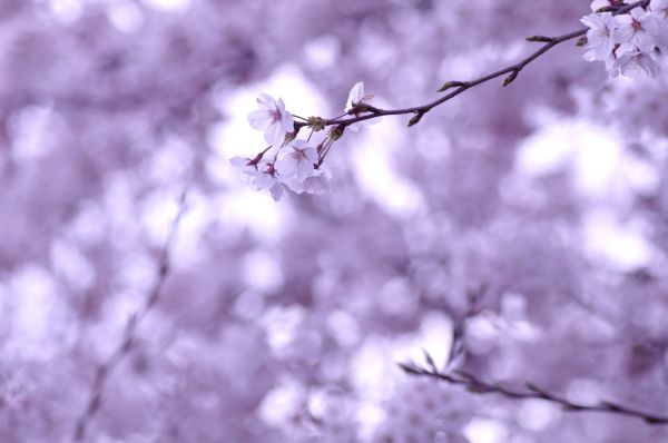 naturaleza,nieve,invierno,rama,flor de cerezo,escarcha