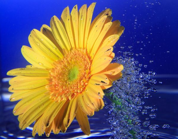 drops,splashes,gerbera,flower,yellow