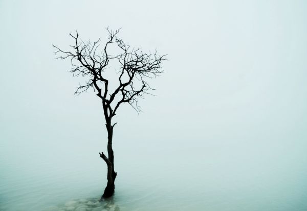 Lac,brouillard,arbre,brouillard,pierre,Flickr