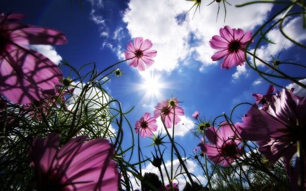 sollys,natur,græs,himmel,lilla,blomster