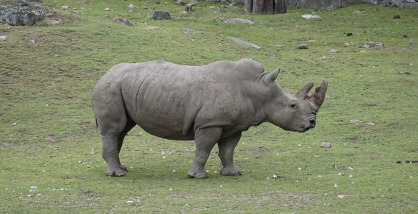 Tier,Zoo,Nashorn,Kolm rden,Djurpark