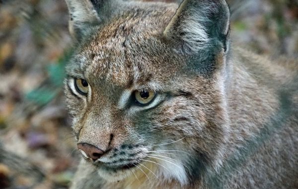 lince,predatore,gatto selvatico