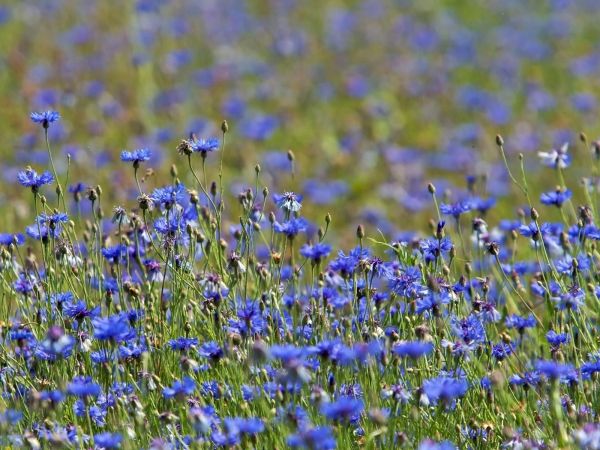 blomster,natur,Mark,lavendel,sommer,kornblomster