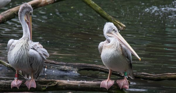 Natur, Deutschland, Tierwelt, Zoo, Schnabel, Berlin