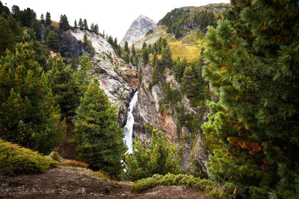 растение,планина,небе,Natural landscape,листо,лиственица