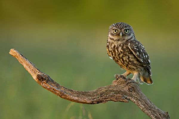 Natur,Tierwelt,Raubvogel,Eule,Augen,Ast