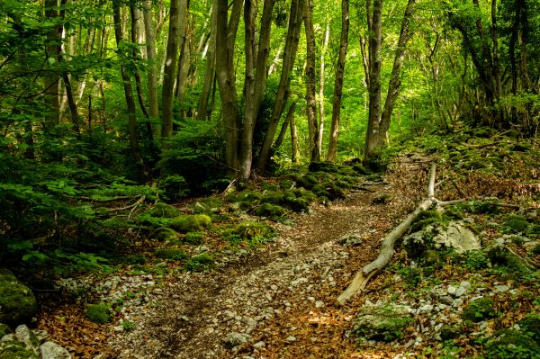 fotografie,natuur,buitenshuis,bomen,Bos,groen