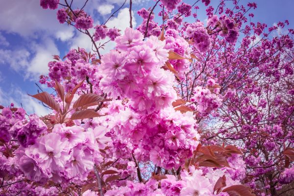 Sakura,Cereza,Flores