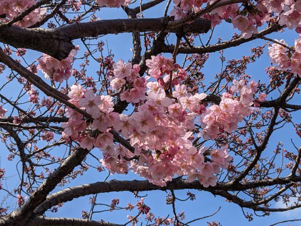 rosa färg,blommor,växter,japan,natur