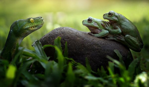 눈,True frog,개구리,두꺼비,terrestrial plant,terrestrial animal