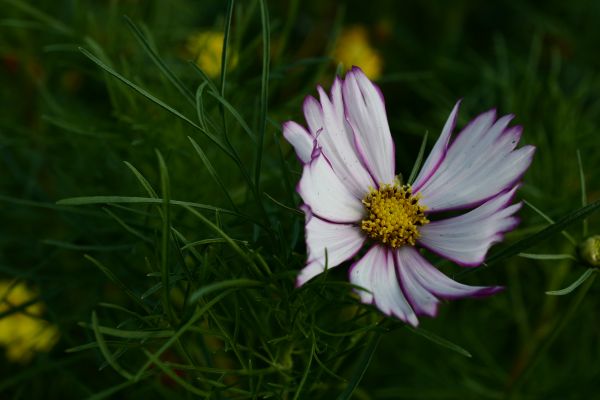 Japan, natur, græs, Mark, Leica, Tokyo