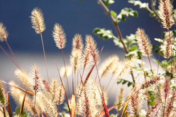 sunlight,nature,food,grass,field,branch