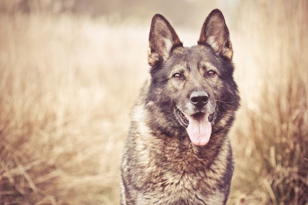 visage,herbe,chien,Loup,faune,faune