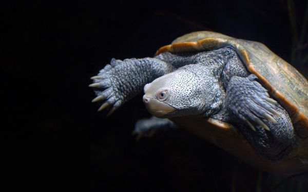 darker,background,Tortoise,shell