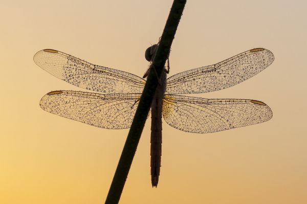 dragonfly,libelula,libellulidae,entomologia,crocothemiserythraea,crystalwings