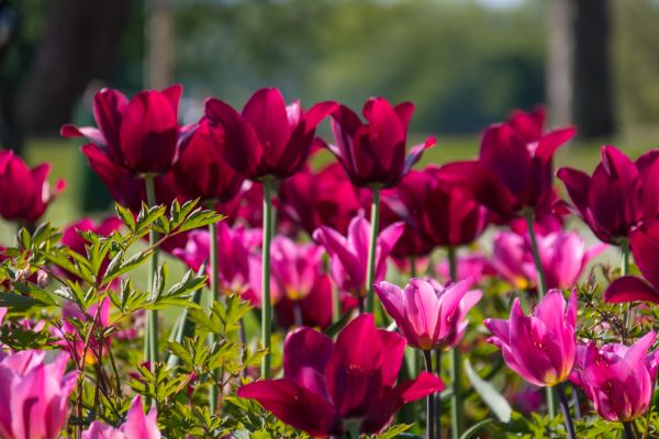 λουλούδι,τουλίπα,blomma,Μάλμο,geolocation,πάρκο