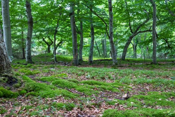 zonlicht, Bos, park, boom, groen, wetland