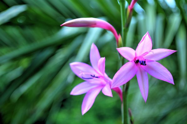 natur, grön, kronblad, blomma, blommor, exotisk