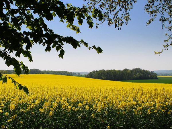 yellow,jaune,colza,rape,fields,champs