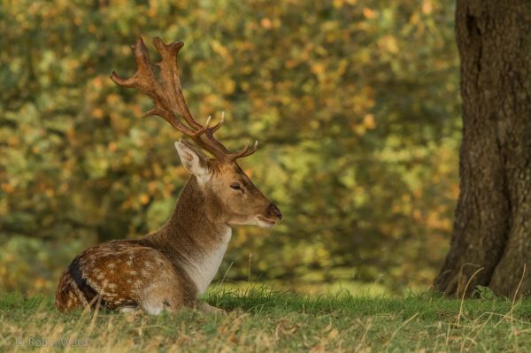 jeleń,Zwierząt,Natura,dzikiej przyrody,fauna,ssak