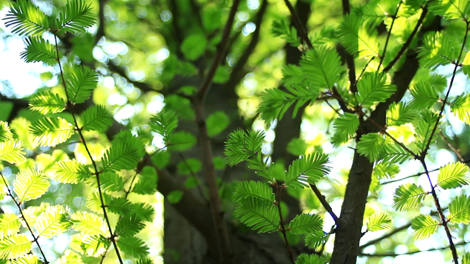 verde, fotocamera del telefono