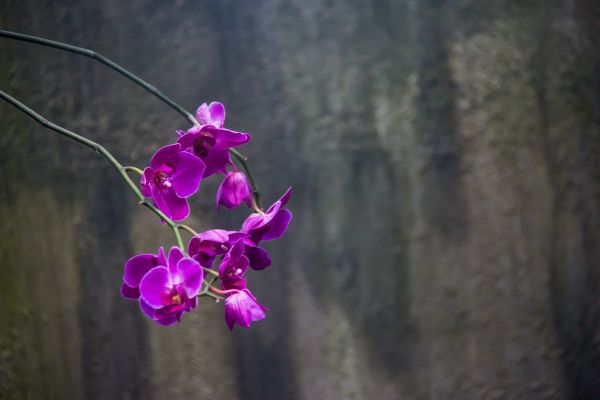 København,akvarium,rosa,orkide,blomst,rosa