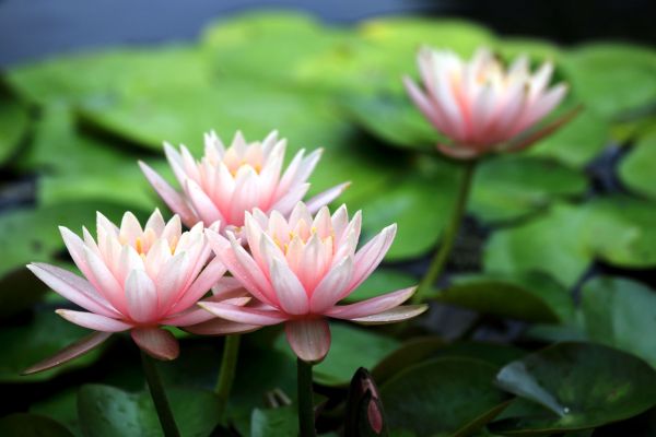 flowers,lilies,lily,pink,4200x2800 px,petals