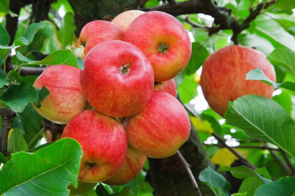 Frutas,manzanas,naturaleza,Rojas,4043x2695 px